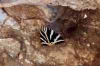 Euplagia quadripunctaria