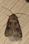 Agrotis