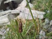 Chrysocrambus