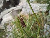 Chrysocrambus