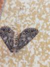 Mamestra brassicae