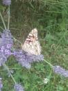Vanessa cardui