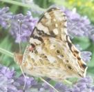 Vanessa cardui