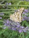 Vanessa cardui
