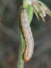 Hadena bicruris