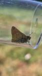 Ochlodes sylvanus