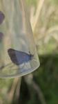 Thymelicus lineola