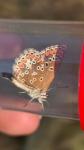 Aricia agestis