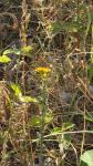 Lycaena phlaeas