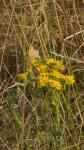 Coenonympha pamphilus