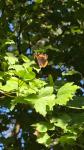 Vanessa atalanta