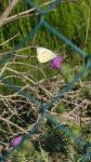 Pieris brassicae