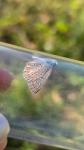Polyommatus icarus