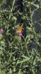 Argynnis paphia