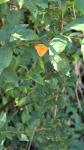 Thecla betulae