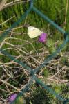 Pieris brassicae