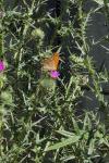 Argynnis paphia