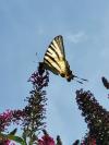Iphiclides podalirius