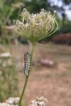 Papilio machaon