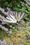 Iphiclides podalirius