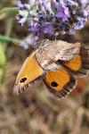 Pyronia tithonus