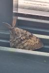Lymantria dispar