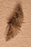 Alucita hexadactyla