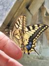 Papilio machaon