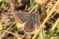 Polyommatus icarus