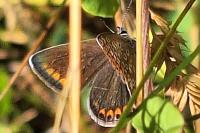 Polyommatus icarus