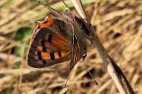 Lycaena phlaeas