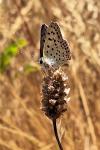 Lycaena tityrus
