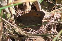 Maniola jurtina