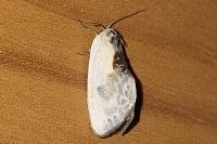 Cilix glaucata