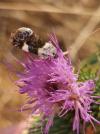 Acontia lucida