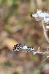 Papilio machaon
