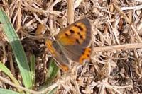Lycaena phlaeas