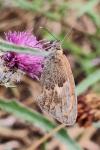 Coenonympha pamphilus