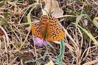 Argynnis paphia