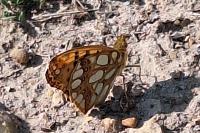 Issoria lathonia