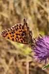 Boloria dia