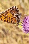 Boloria dia
