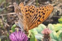 Argynnis paphia