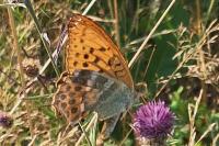 Argynnis paphia