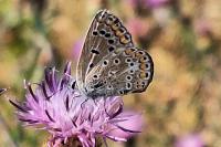 Polyommatus icarus