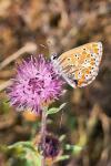 Aricia agestis