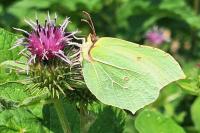 Gonepteryx rhamni