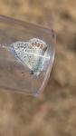 Polyommatus icarus