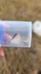 Aricia agestis