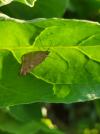 Loxostege sticticalis